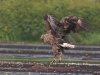 3-seeadler