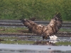 4-seeadler