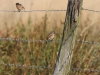 2-schwarzkehlchen-alt-u-jungvogel