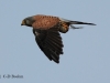 turmfalke-1-20-09-20120001