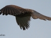 turmfalke-2-20-09-20120001