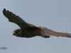 turmfalke-3-20-09-20120001