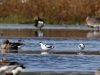 3-saebelschnaebler-kleines-vogelbiotop