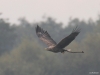 8-seeadler-mit-baumaterial