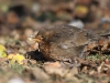 amsel-001