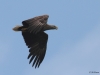 05-seeadler