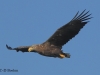 05-seeadler-ad-22-08-20130001