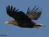 06-seeadler-ad-22-08-20130001