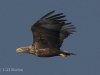 07-seeadler-ad-w-22-08-20130001