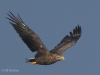 08-seeadler-ad-w-22-08-20130001