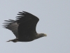 01-seeadler