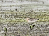 2-sanderling