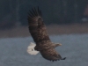 06-seeadler