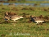 02-gr-brachvogel-08-01-2014