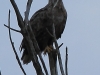 10-seeadler-08-01-2014