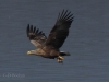 08-seeadler-ad-13-03-2014