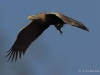 09-seeadler-ad-13-03-2014