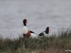 01-austernfischer-mit-brandgans-kleines-vogelbiotop