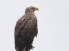 04-seeadler