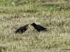 03-star-mit-jungvogel