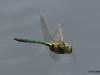 03-glaenzende-smaragdlibelle