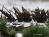 01-flussseeschwalben-biotoperweiterung-28-07-2015