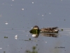 03-krickente-kleines-vogelbiotop-26-09-2015