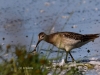 05-kampflaeufer-kleines-vogelbiotop-26-09-2015-2