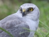 steppenweihe-hild-boerde-22-09-2015-171