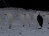 01 Winzlar 07.01.2016 Si+Gr.Reiher