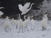 02 Winzlar 07.01.2016 Si +Gr.Reiher