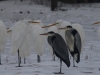 03 Winzlar 07.01.2016 Si +Gr-Reiher