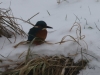 04 Hagenburger Kanal  07.01.2016  Eisvogel