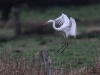02 Silberreiher Grossenheidorn Strand 11.01.2016