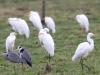 03 Silberreiher Grossenheidorn Strand 11.01.2016