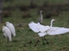 04 Silberreiher Grossenheidorn Strand 11.01.2016