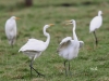 05 Silberreiher Grossenheidorn Strand 11.01.2016