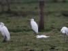 06 Silberreiher Grossenheidorn Strand 11.01.2016