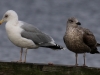 01 Grossmoewen (l. Mittelmeermoewe, r. K2 Silbermoewe Steinhude Promenade 14.01.2016