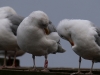 03 Silbermoewen  HZ75 Steinhude Promenade 06.02.2016
