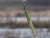 04   Raubwuerger gegenueber Katzenhide 09.02.2016