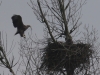 Seeadler Horstreparatur 10.02.2016