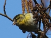 02 Erlenzeisig Steinhude Promenade  11.02.2016