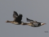 06 Blessgaense Kleines Vogelbiotop  11.02.2016
