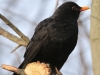 05 Amsel Heudamm 27.02.2016