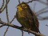 07 Goldammer Heudamm 27.02.2016
