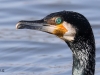 06 Kormoran Promenade Steinhuder Meer 29.02.2016 078