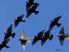 08 Rund ums Steinhuder Meer 28.02.2016