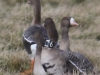 03   ---   6YJ Blessgans Meerbruchwiesen  03.03.2016