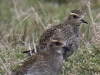 07 Goldregenpfeifer Meerbruchwiesen  03.03.2016